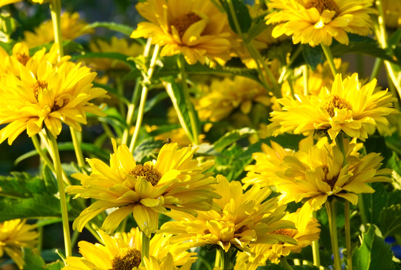 coneflower  flower  blossom free photo