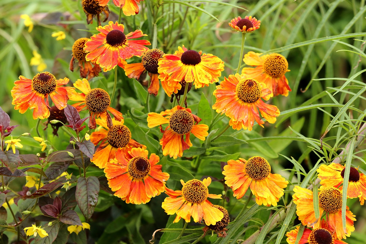 coneflower  flowers  nature free photo