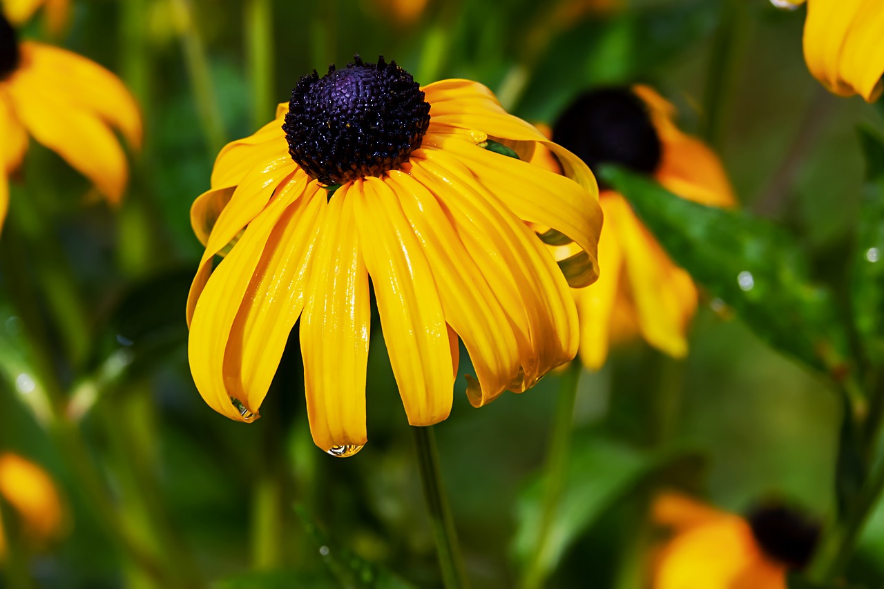 coneflower  ordinary sonnenhut  rudbeckia fulgida free photo