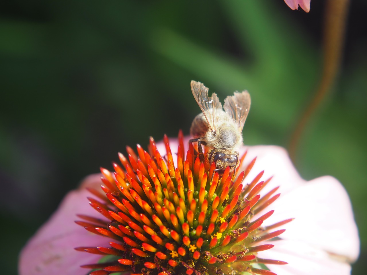 coneflower  bee  sprinkle free photo