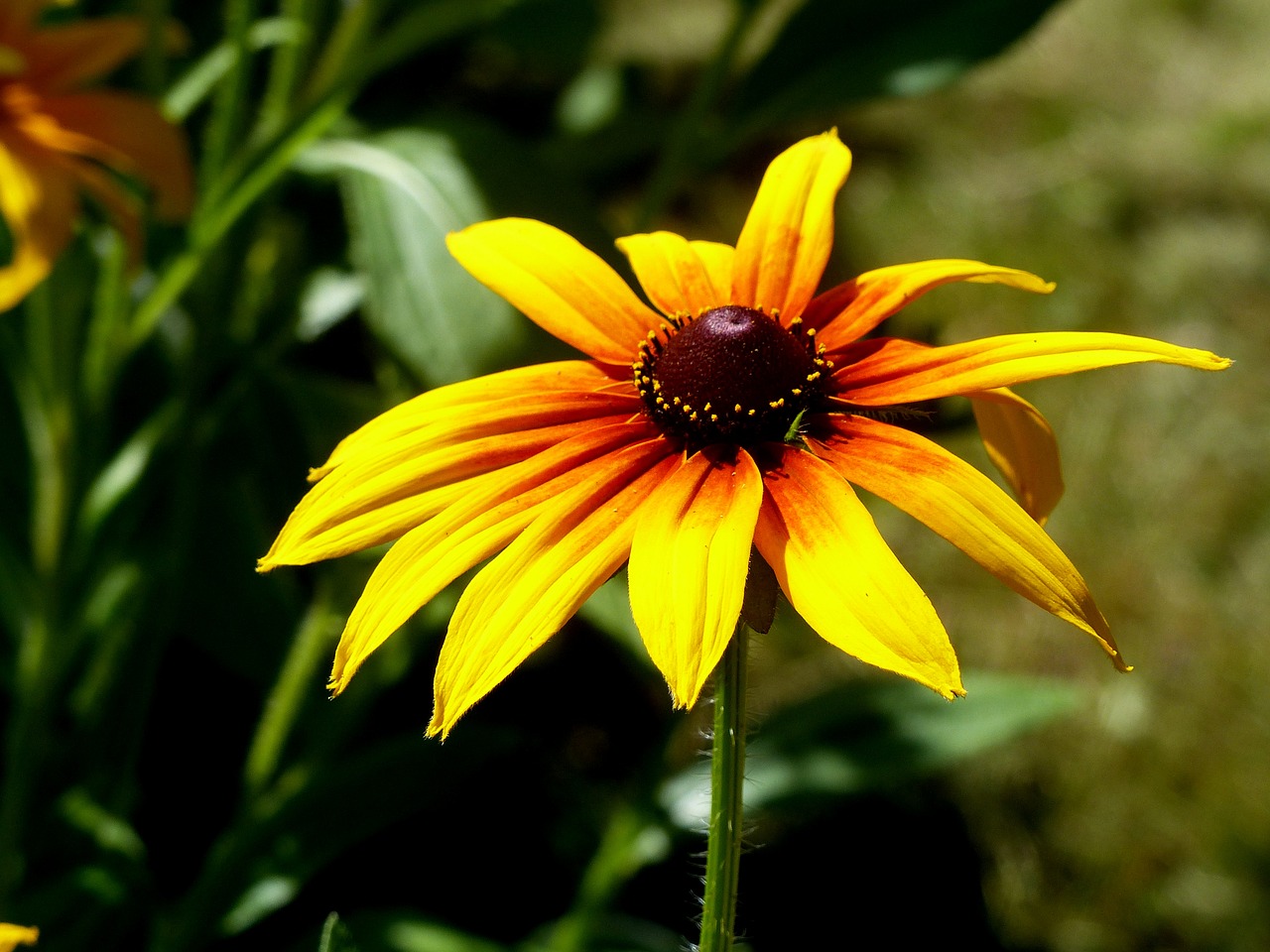 coneflower  flower  colors free photo