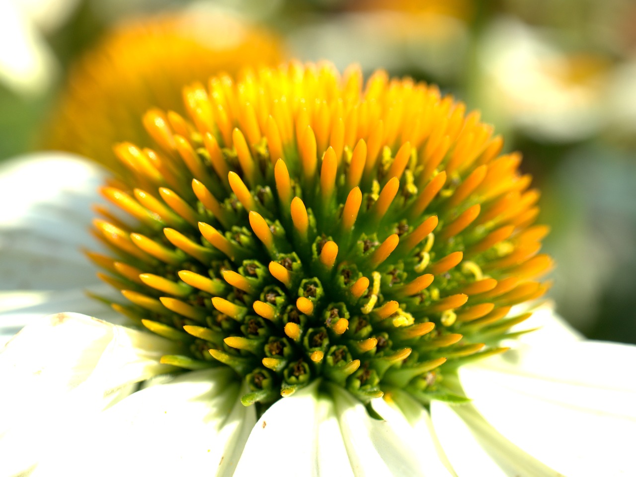 coneflower  flower  blossom free photo