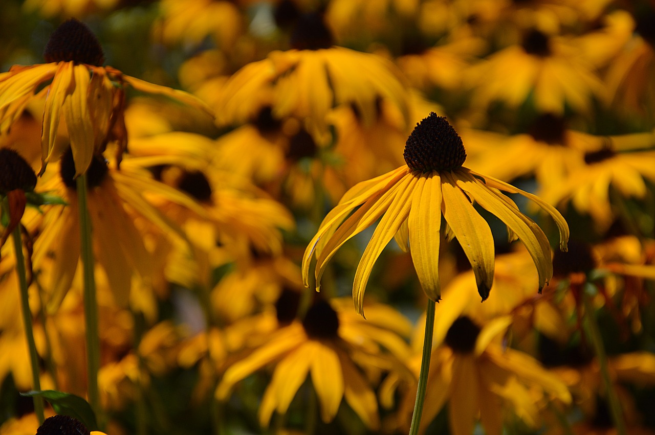 coneflower  flowers  garden garden flower free photo