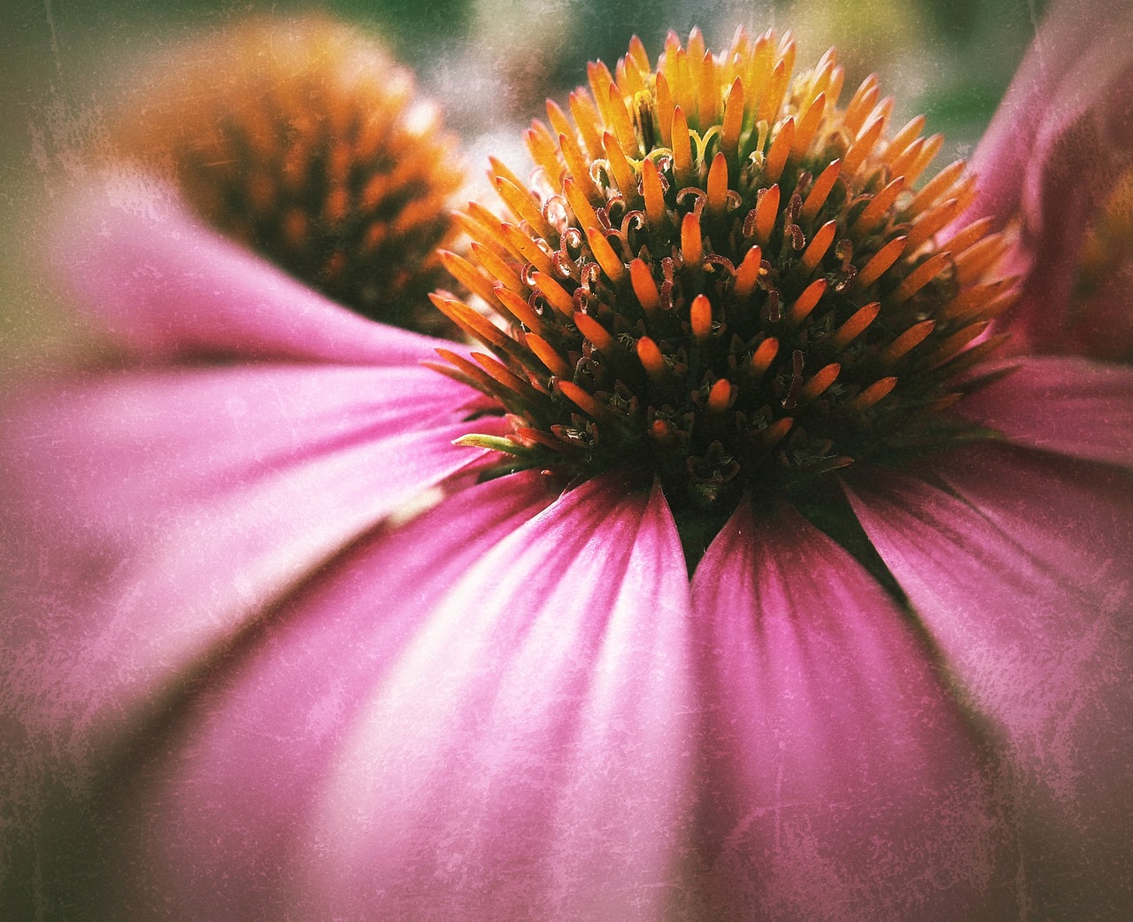 coneflower  echinacea  bloom free photo