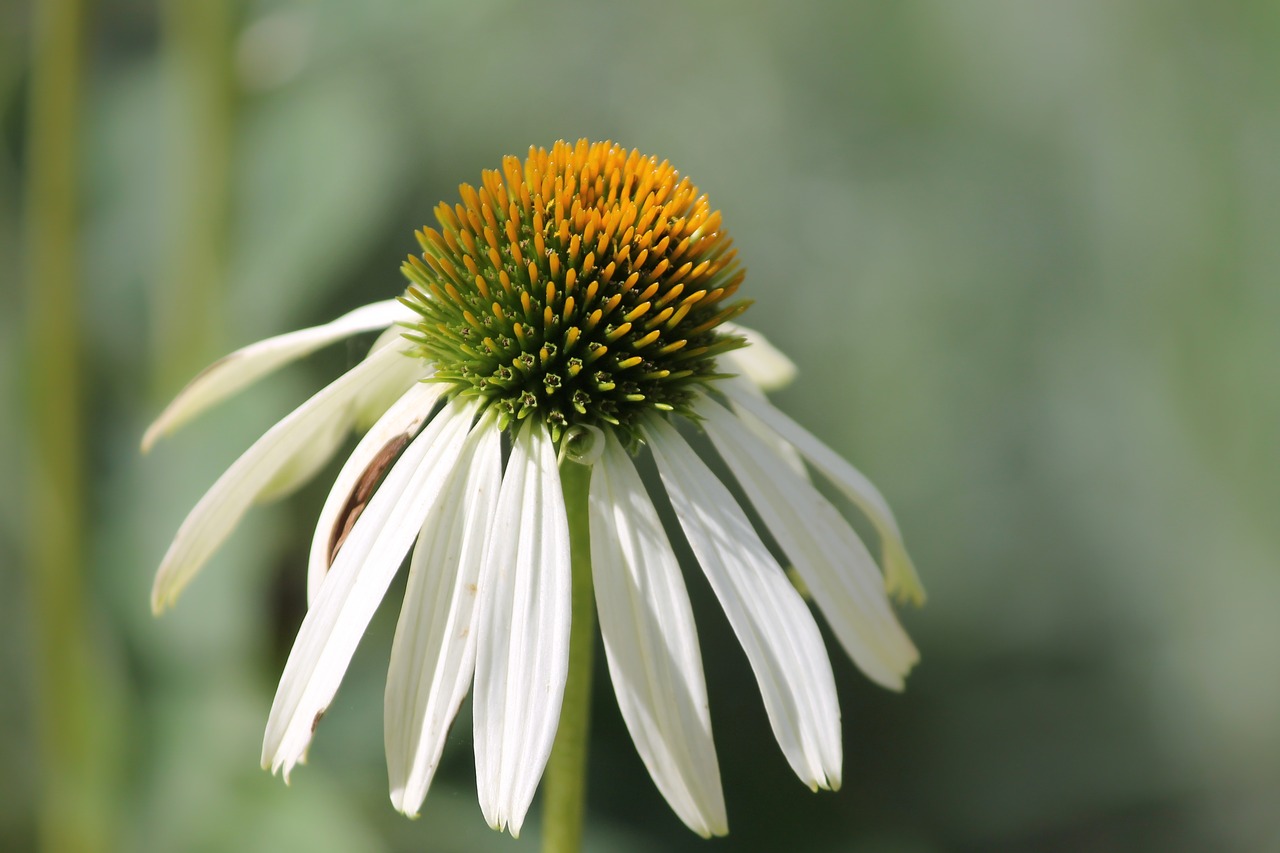 coneflower  blossom  bloom free photo