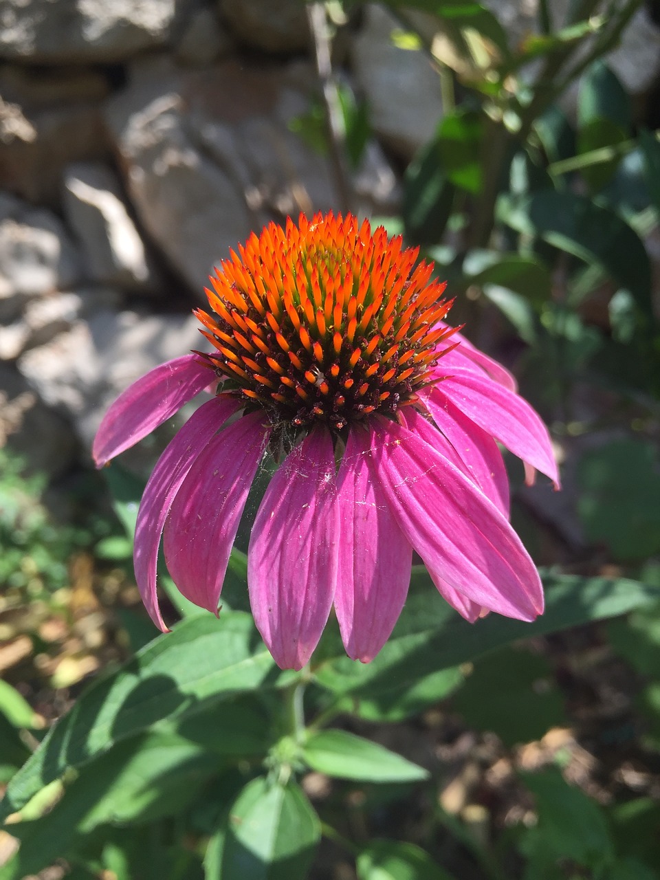 coneflower  flower  blossom free photo