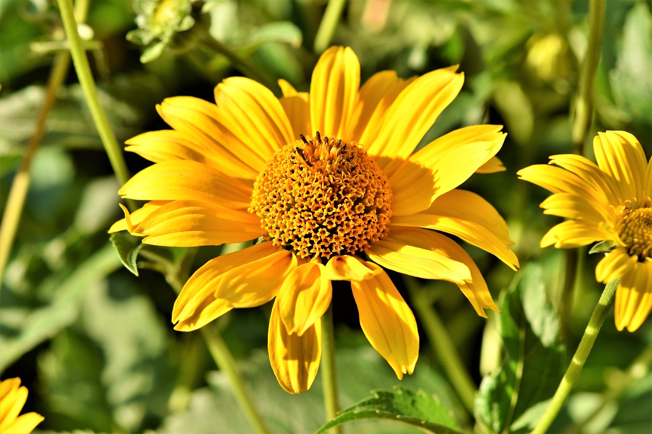 coneflower  blossom  bloom free photo