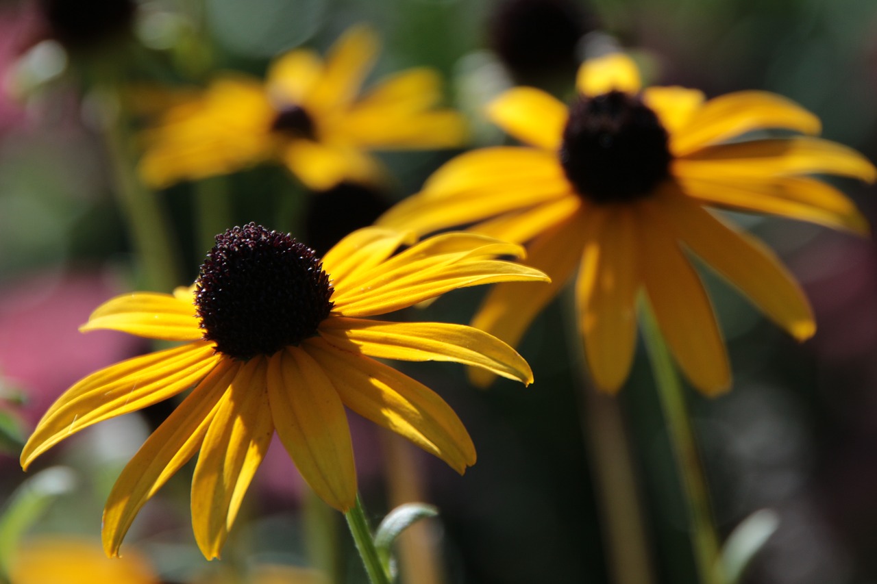 coneflower  flower  yellow free photo