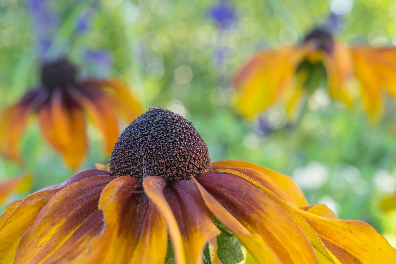 coneflower  blossom  bloom free photo