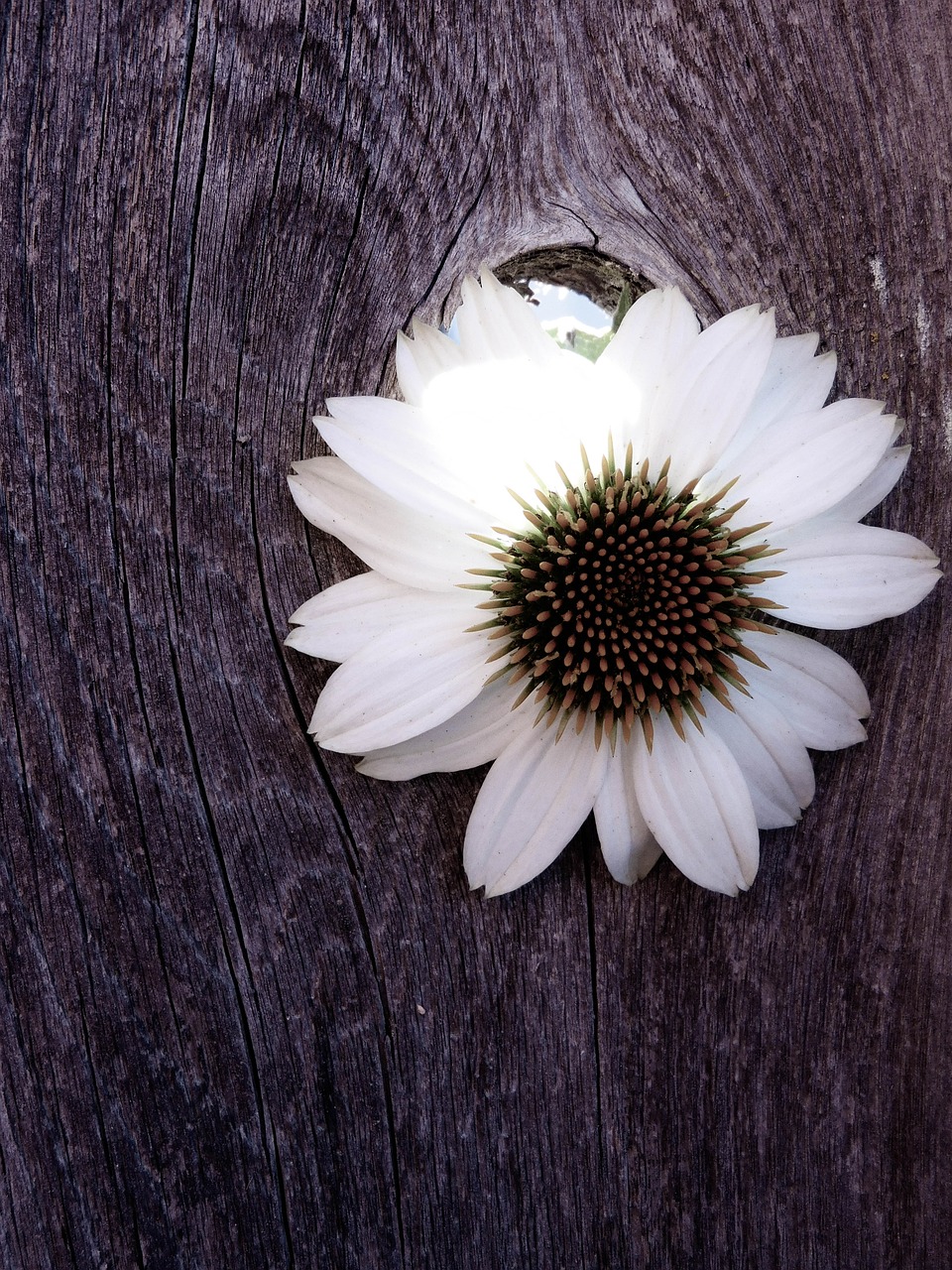 coneflower  flower  floral free photo