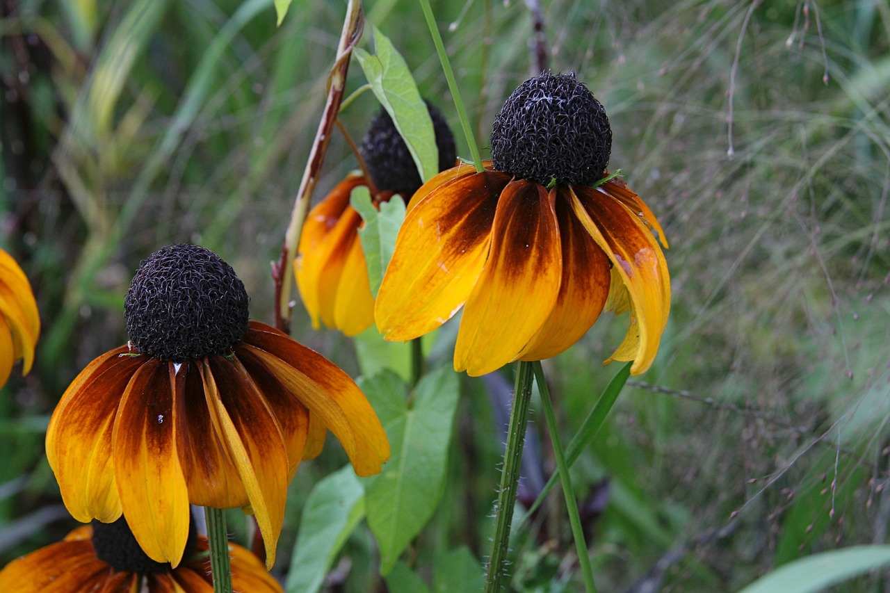 coneflower  flowers  petals free photo