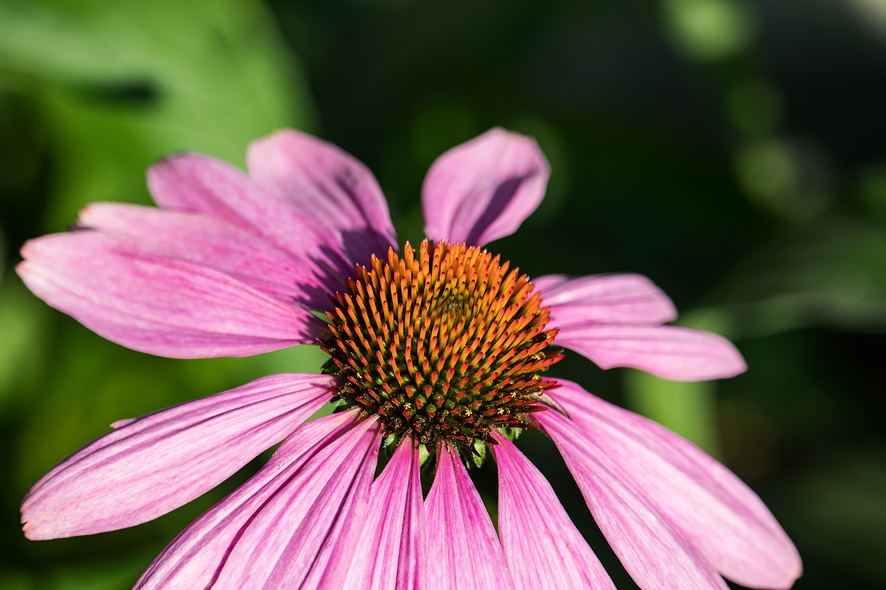 coneflower  blossom  bloom free photo