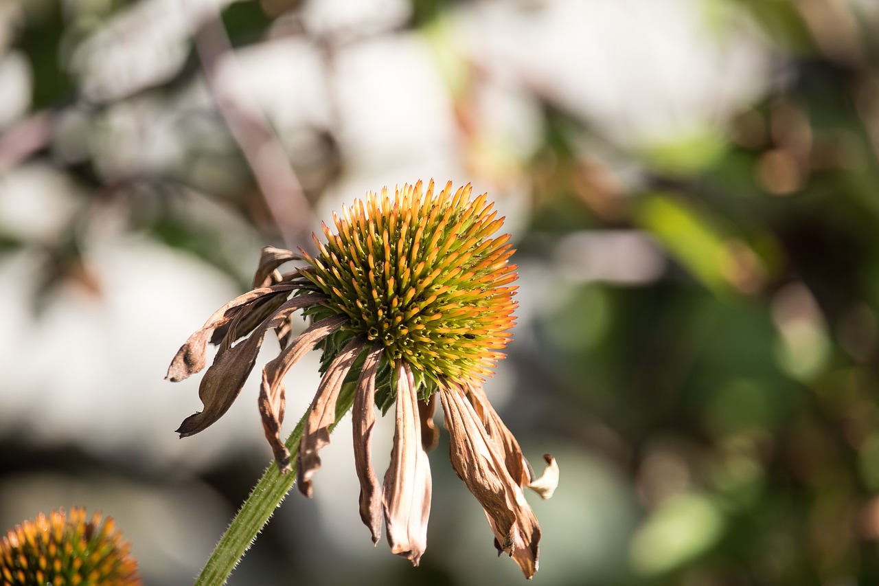 coneflower  flower  plant free photo