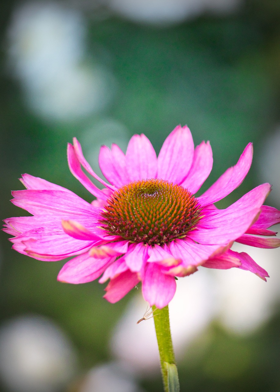 coneflower  beauty  pink free photo