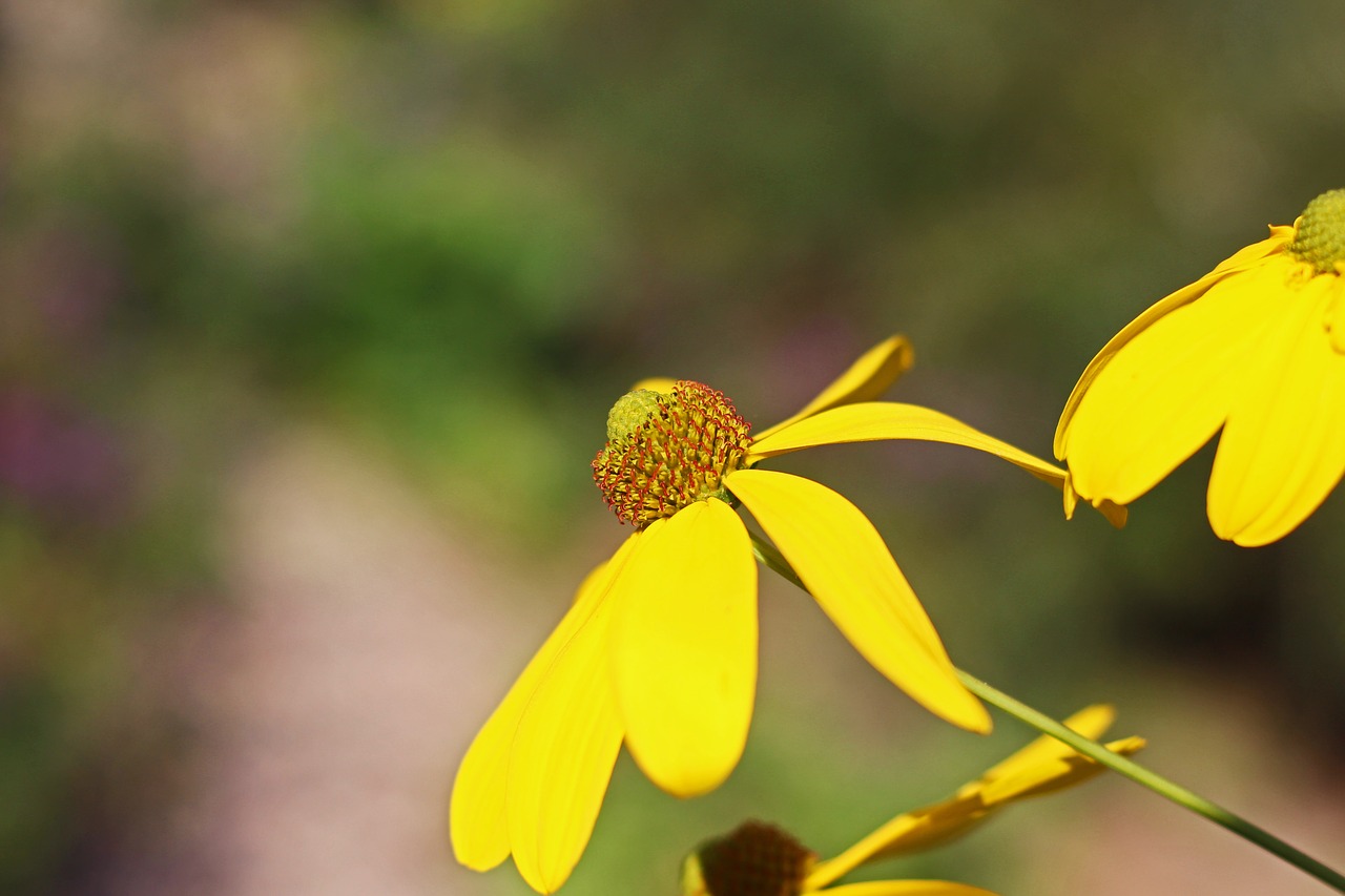 coneflower  shrub summer  yellow flower free photo