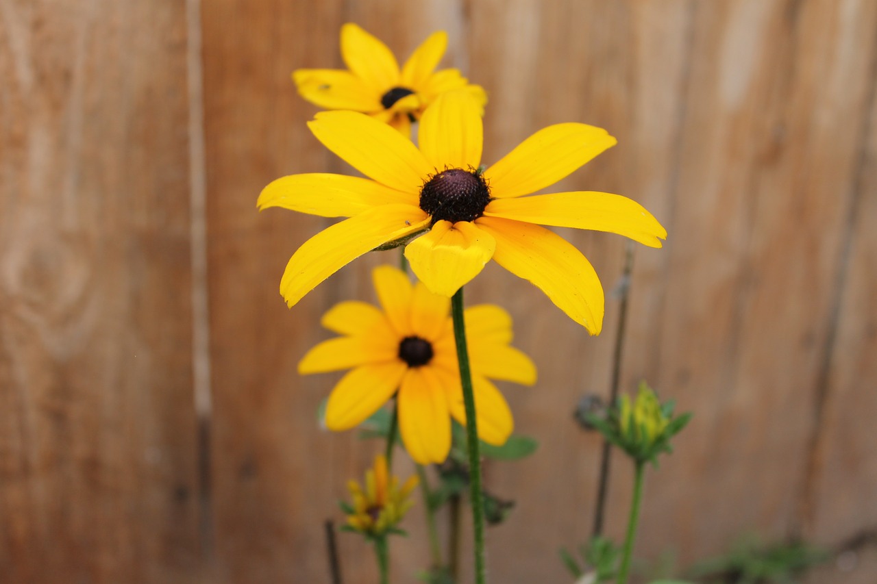 coneflower sunflower flower free photo