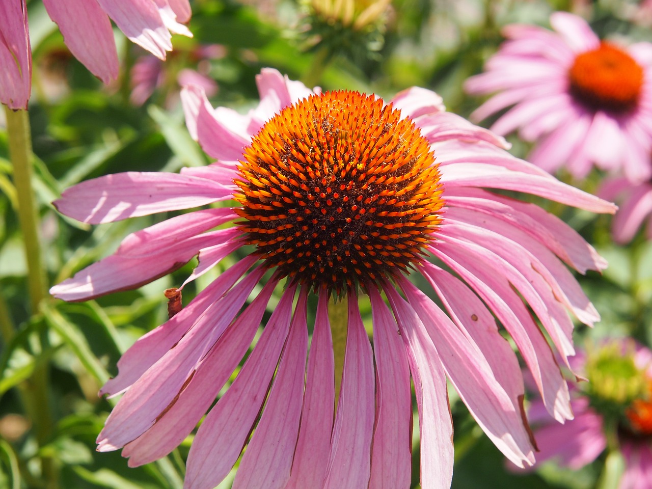 coneflower garden echinacea free photo