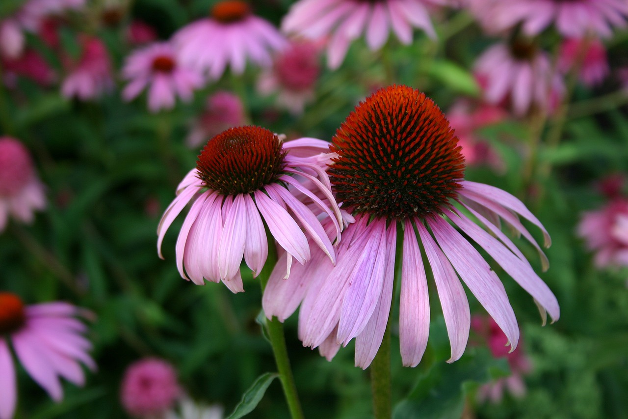 coneflower  flower  echinacea free photo