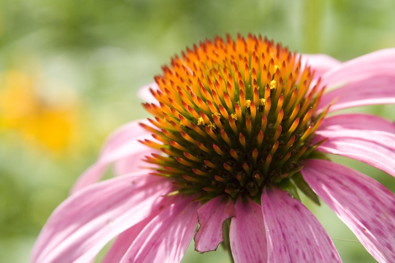 coneflower echinacea flower free photo