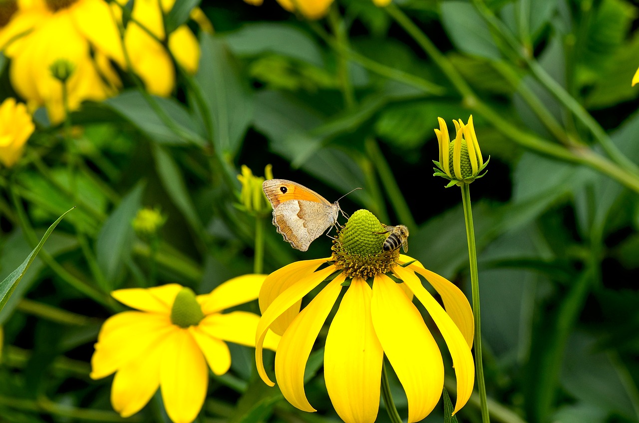 coneflower  yellow  blossom free photo