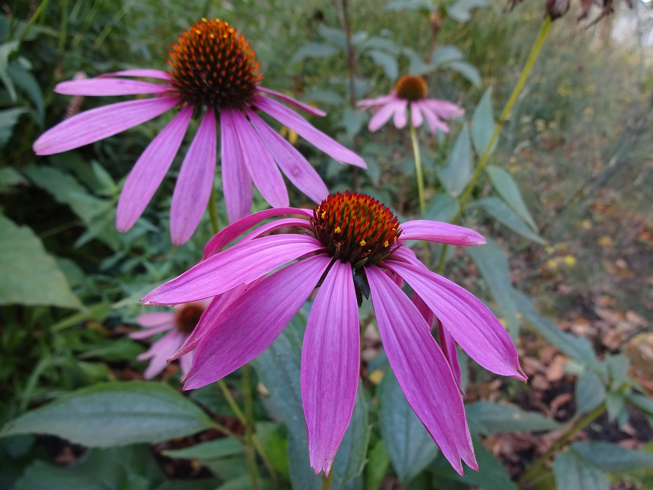 coneflower  purple  flower free photo