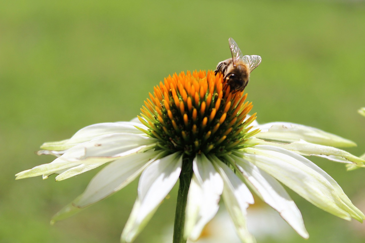 coneflower  bee  garden free photo