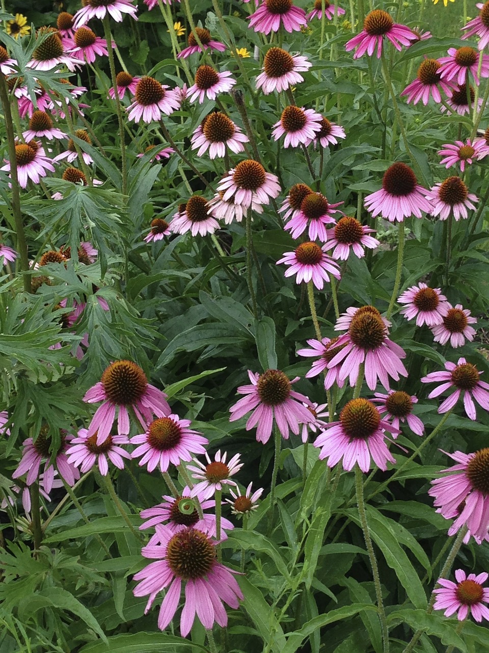 coneflower blooming floral free photo