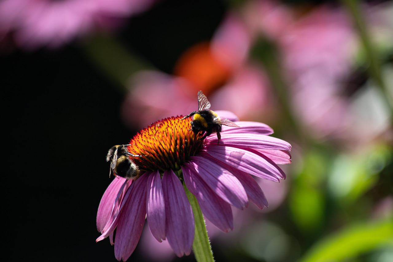 coneflower  plant  ornamental plant free photo