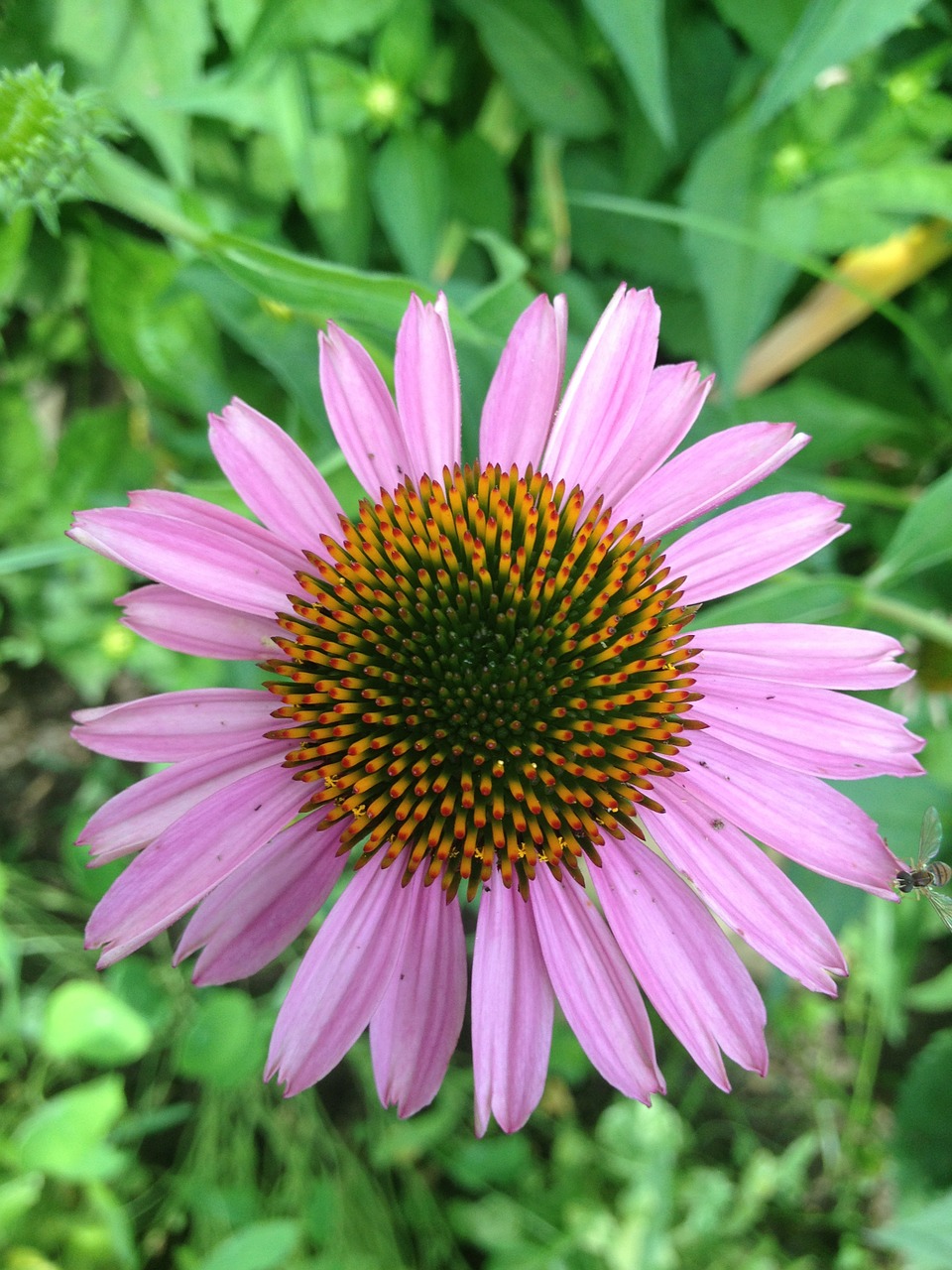 coneflower purple yellow free photo