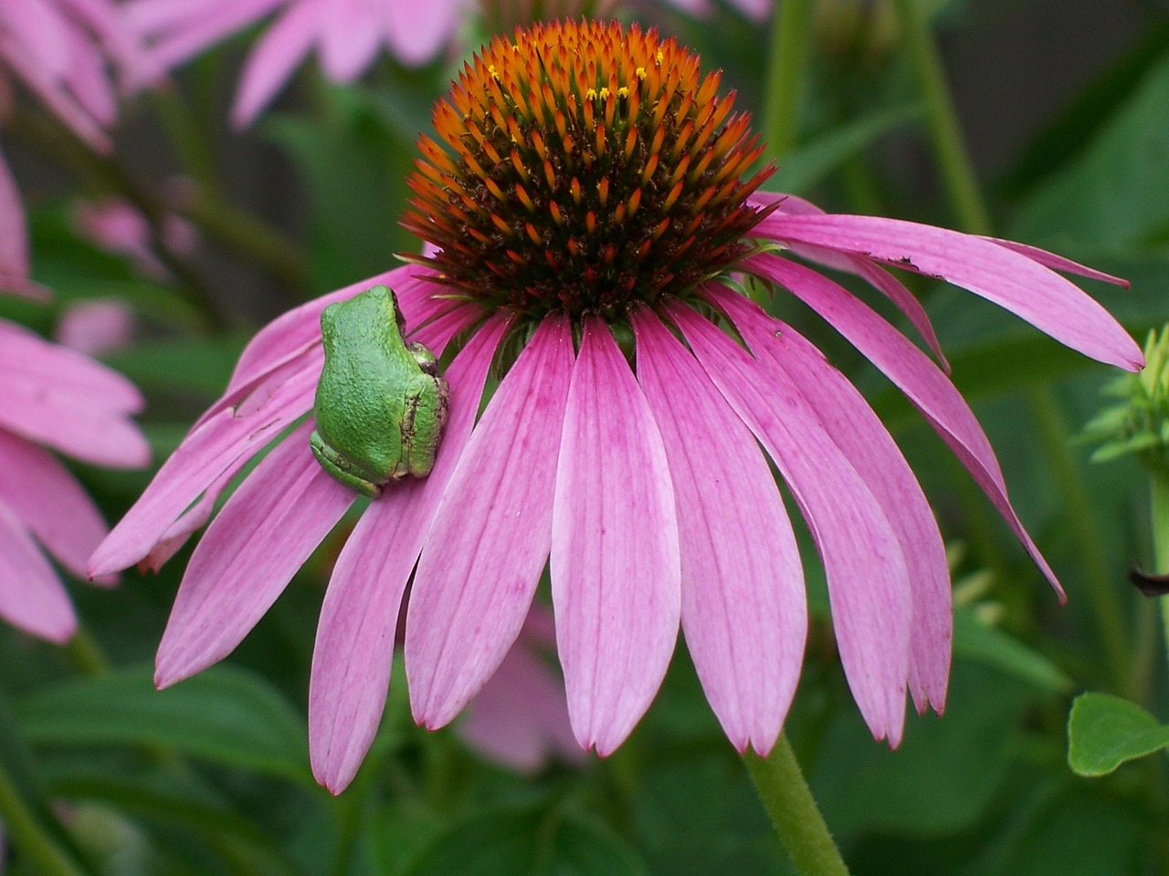 coneflower frog flower free photo