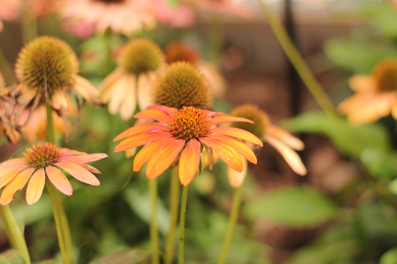 coneflower echinacea flower free photo