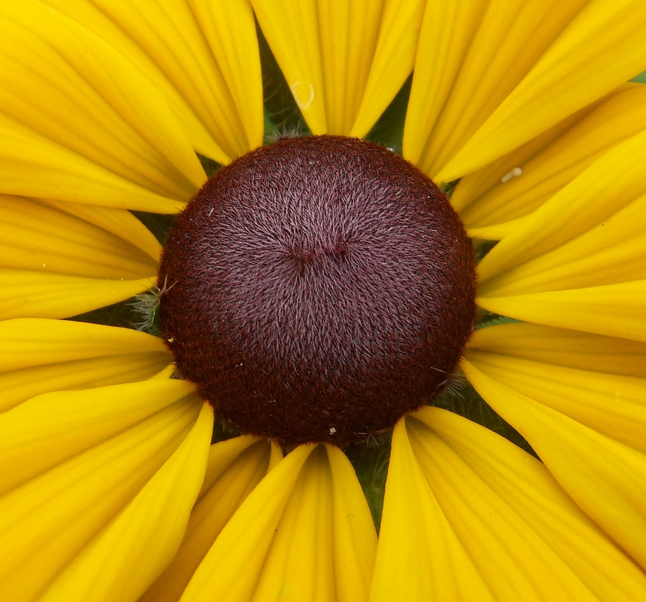 coneflower flower seeds free photo