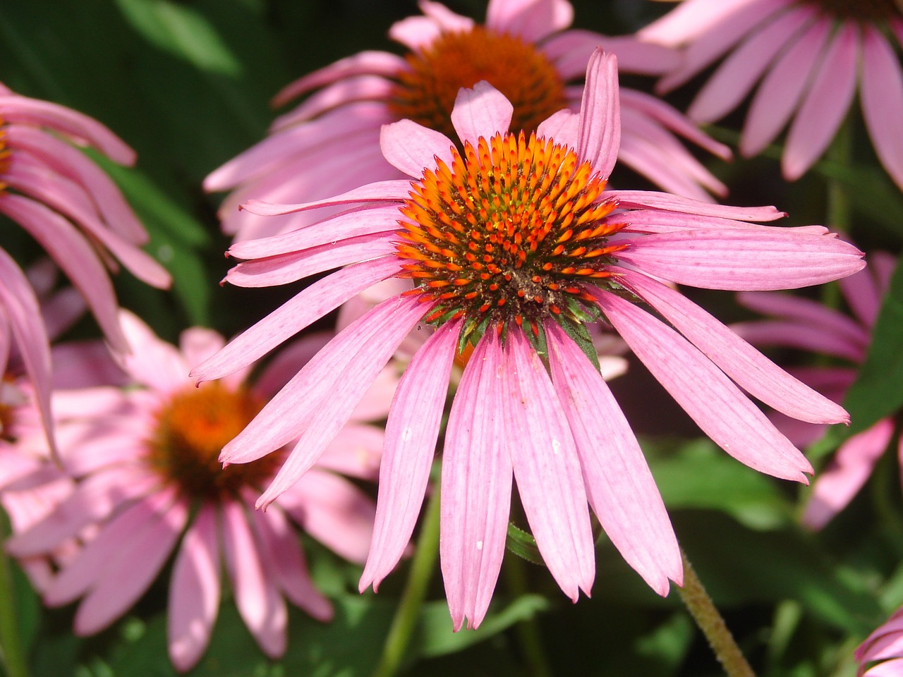 coneflower pink bloom free photo