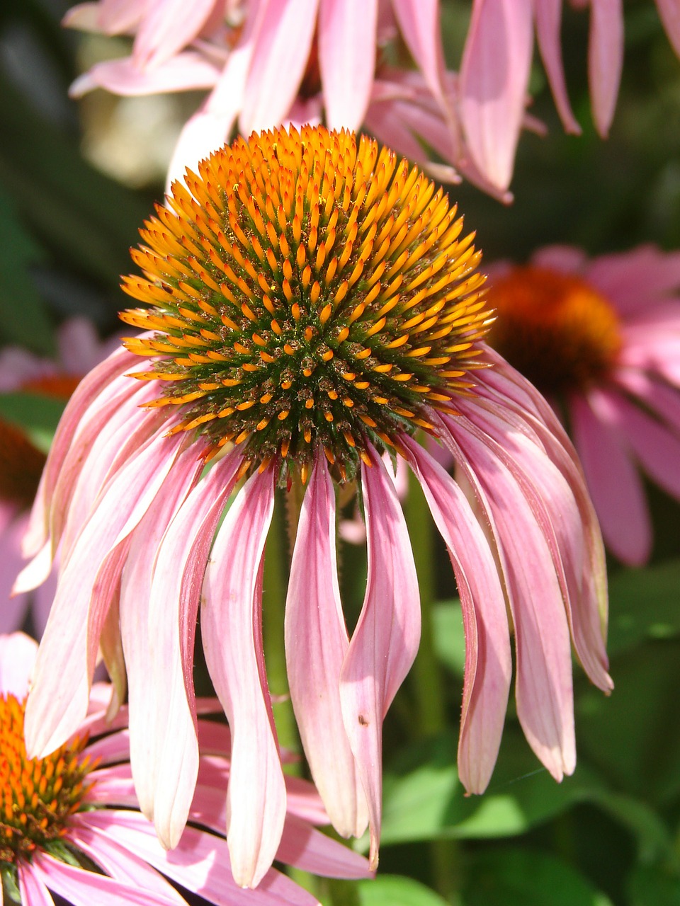 coneflower pink bloom free photo