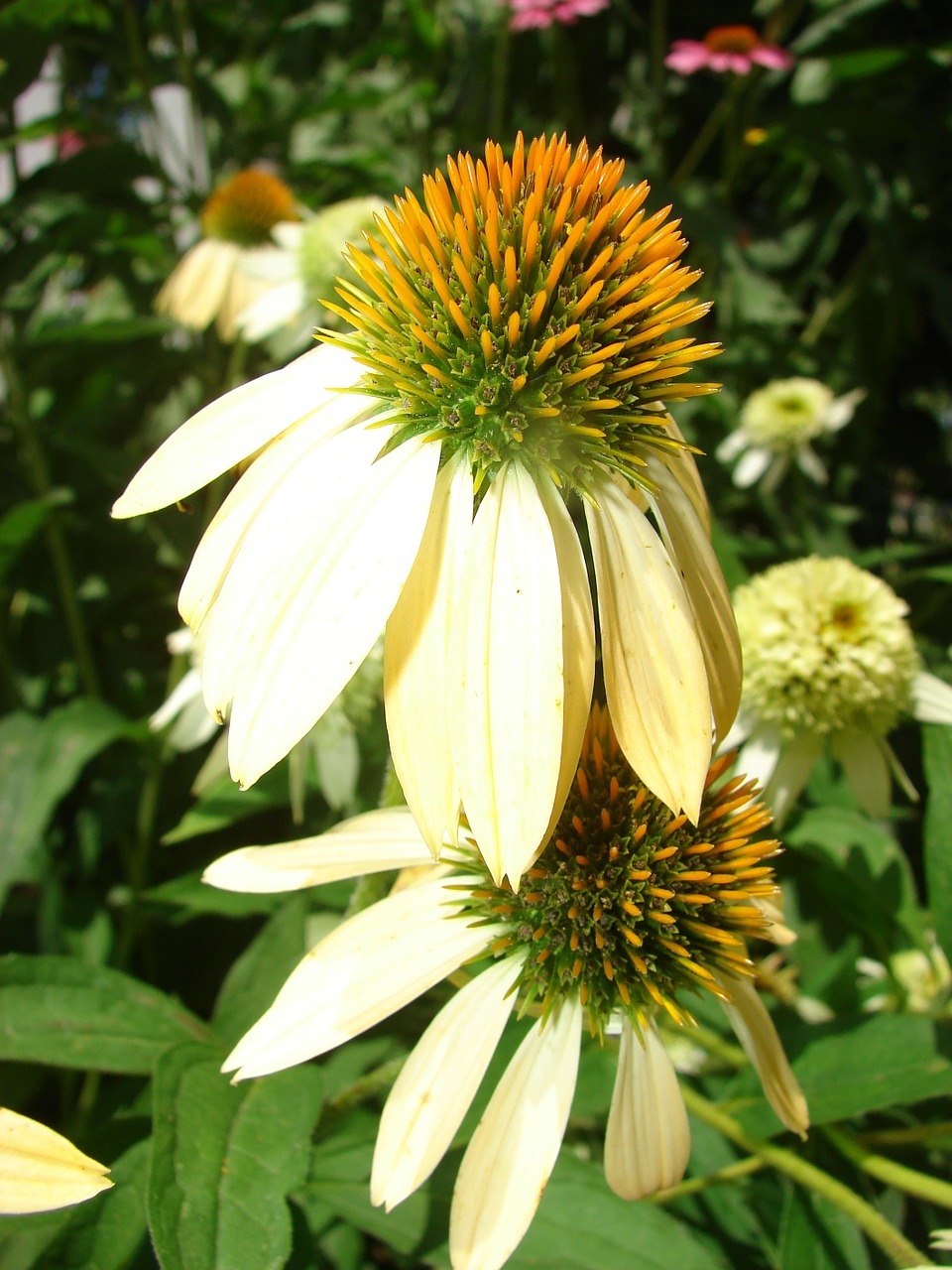 coneflower yellow bloom free photo