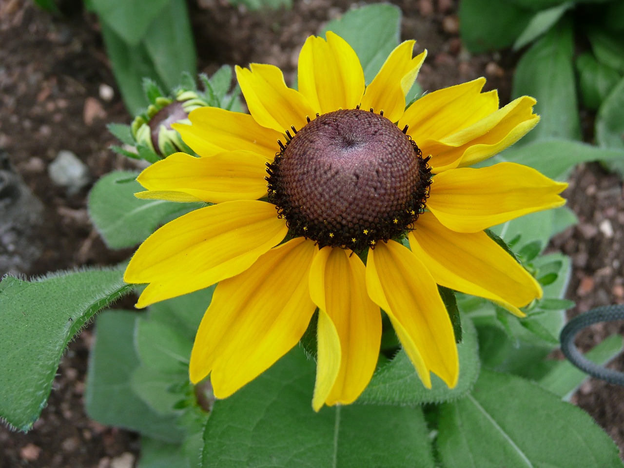 coneflower flower yellow free photo