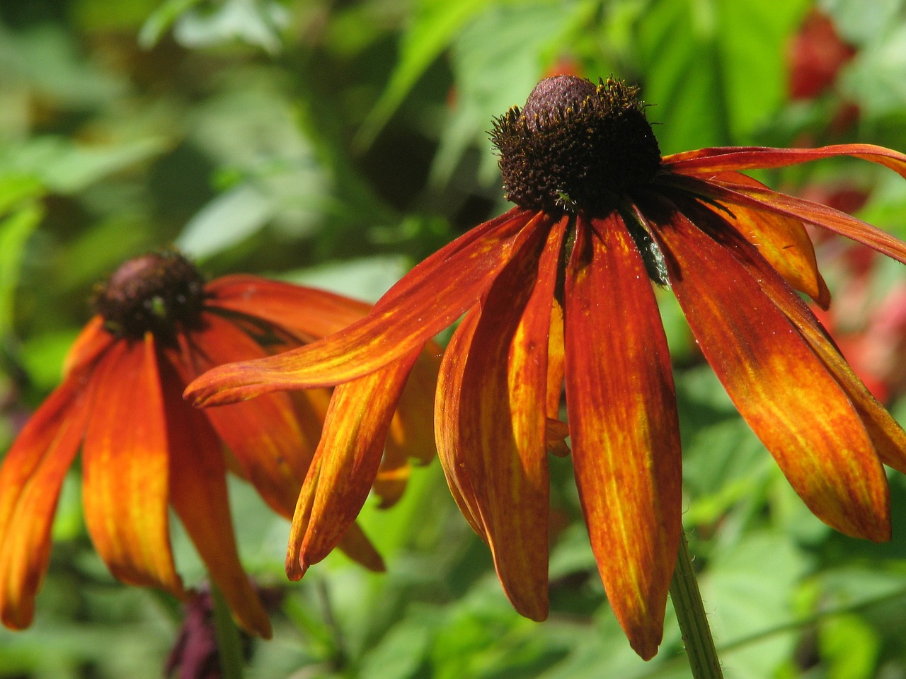 coneflower flower plant free photo