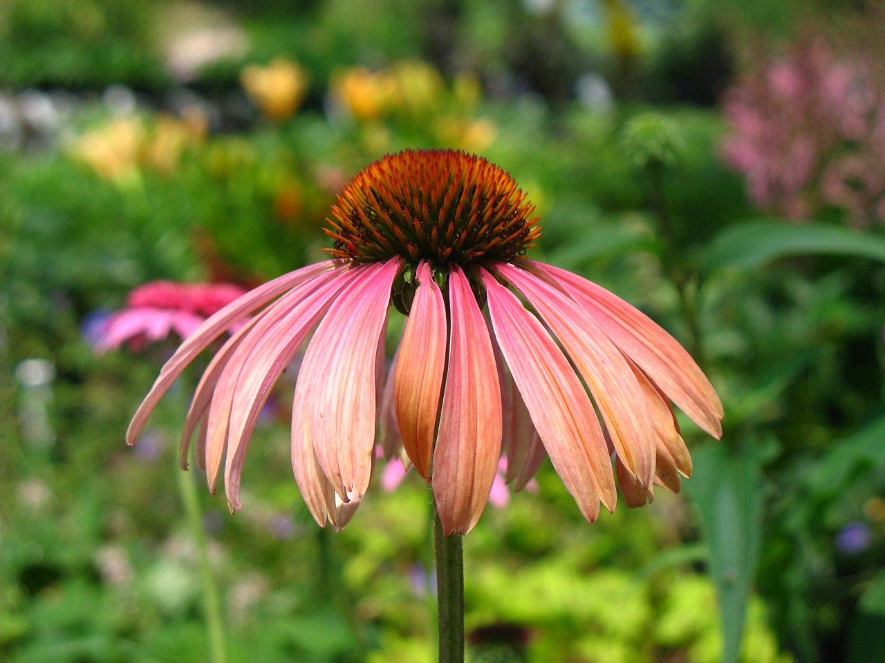 coneflower purple flower free photo