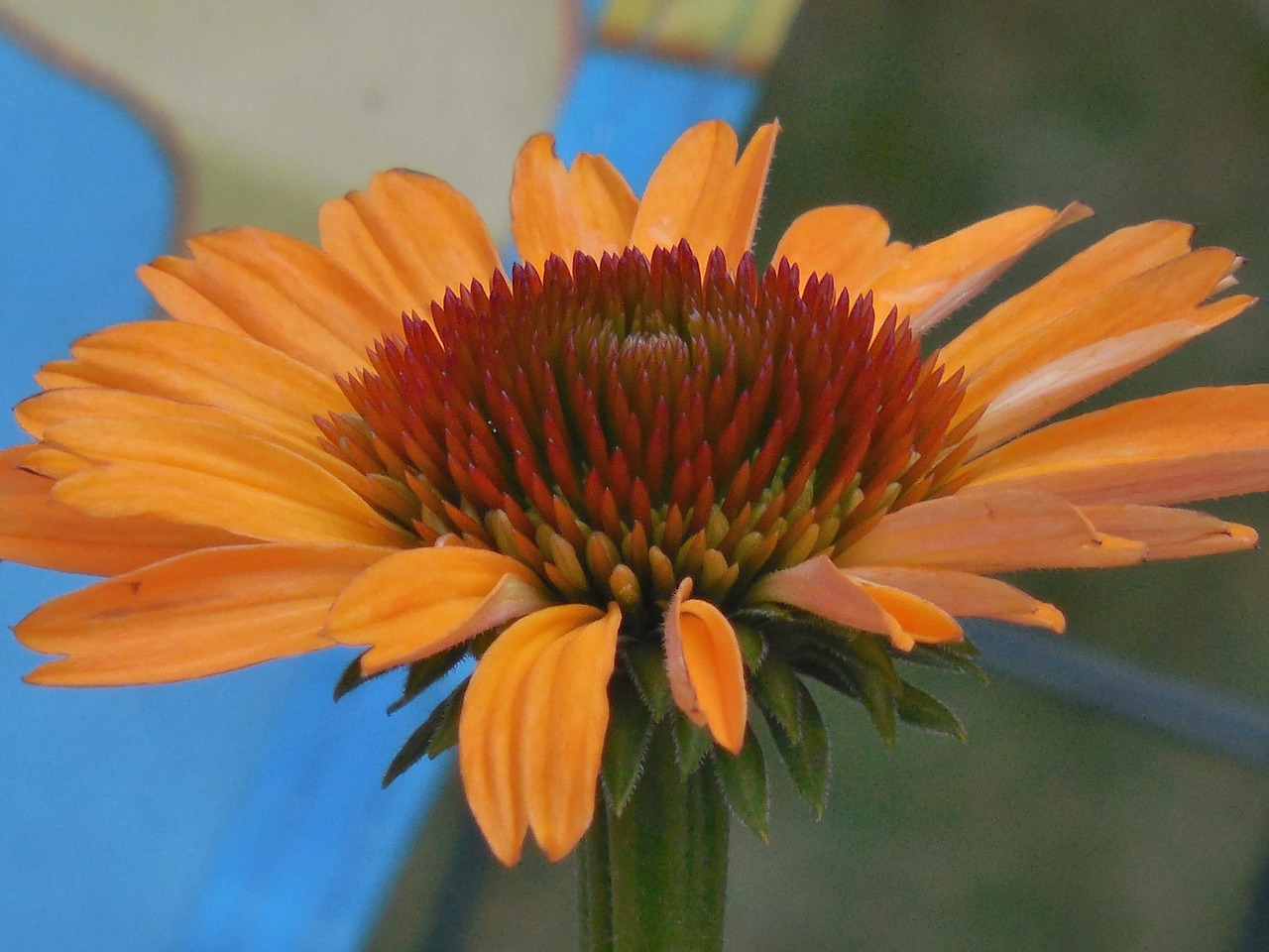 coneflower cone flower free photo