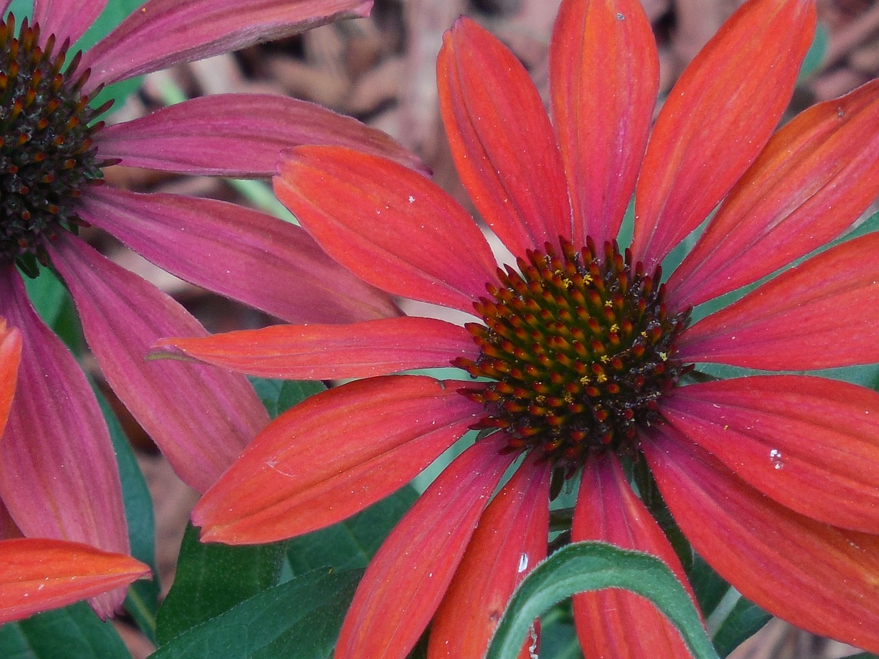 coneflower cone flower free photo