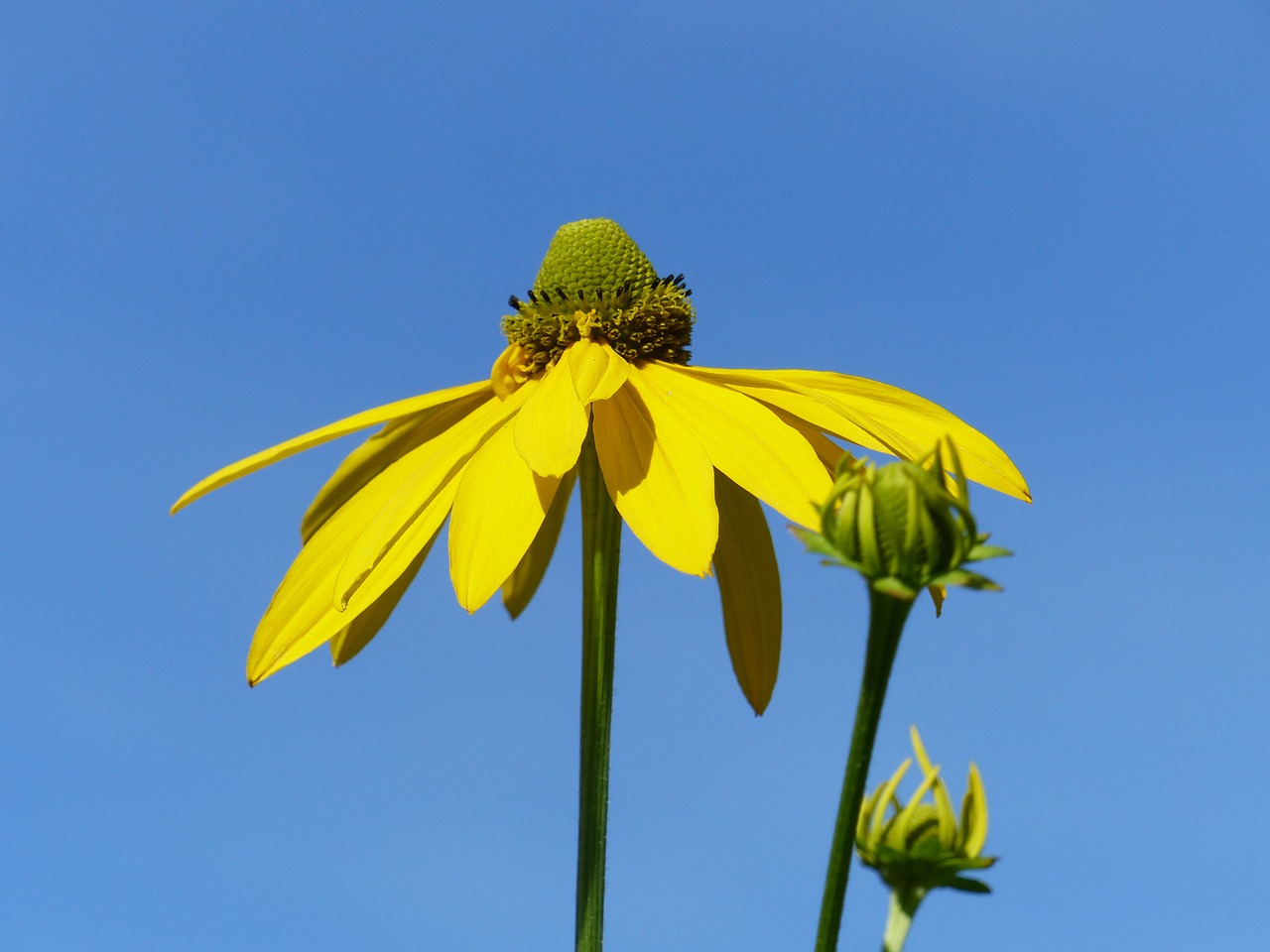 coneflower flower summer free photo