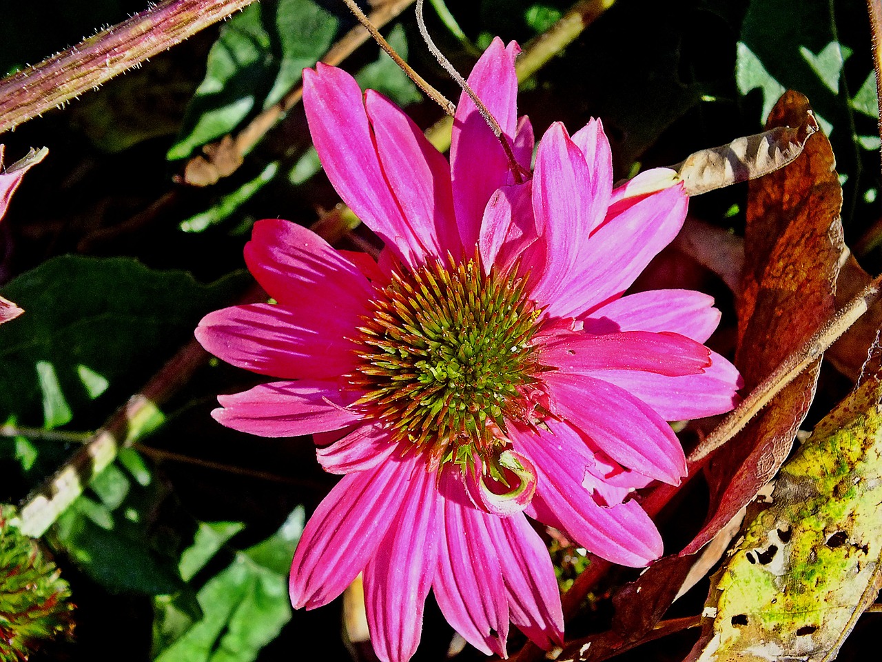 coneflower echinacea purple free photo