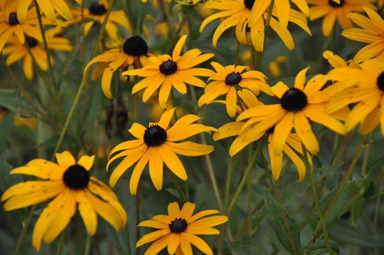 coneflowers  flowers  yellow free photo