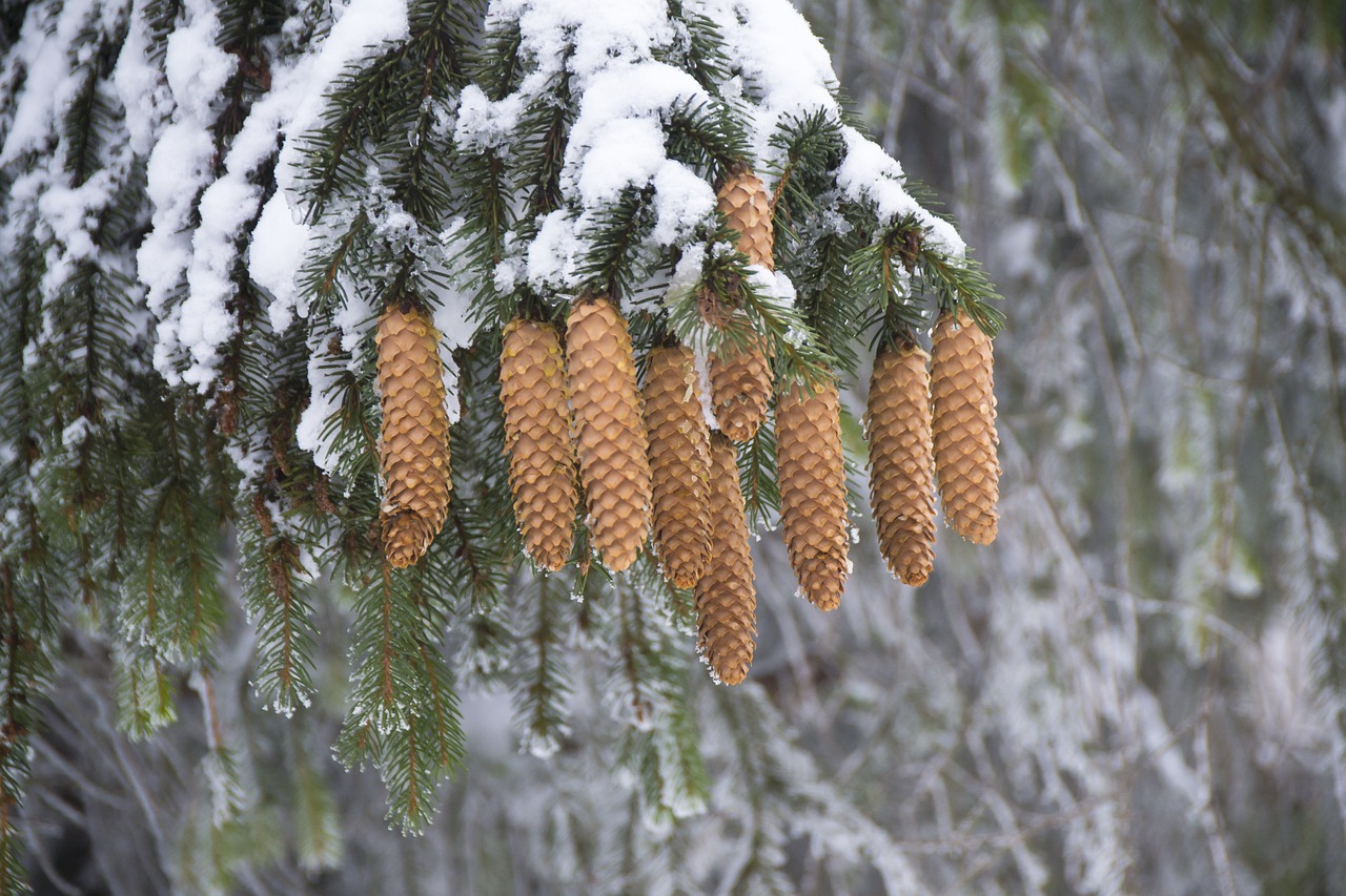 cones spruce snowy branch free photo