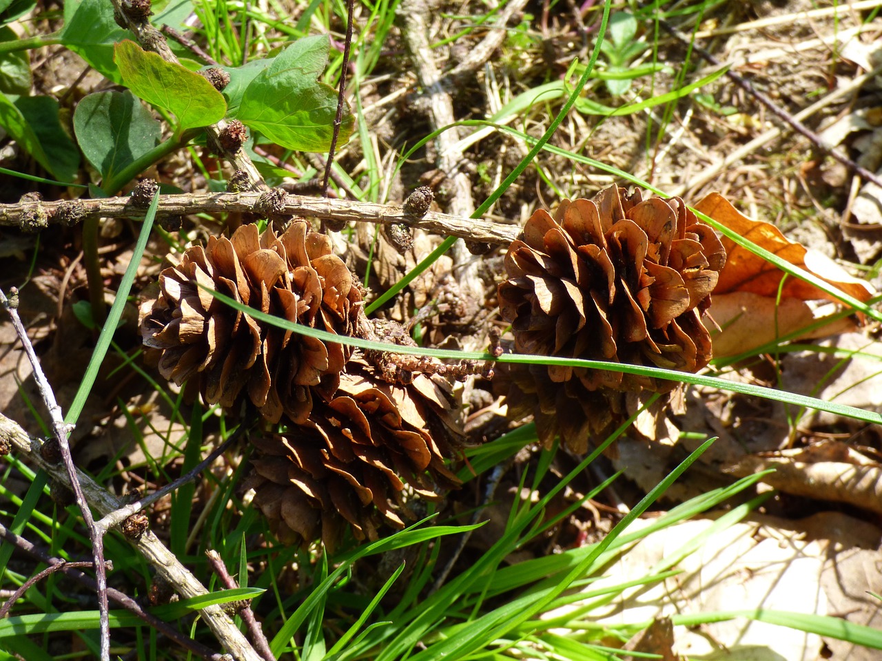 cones spring nature free photo