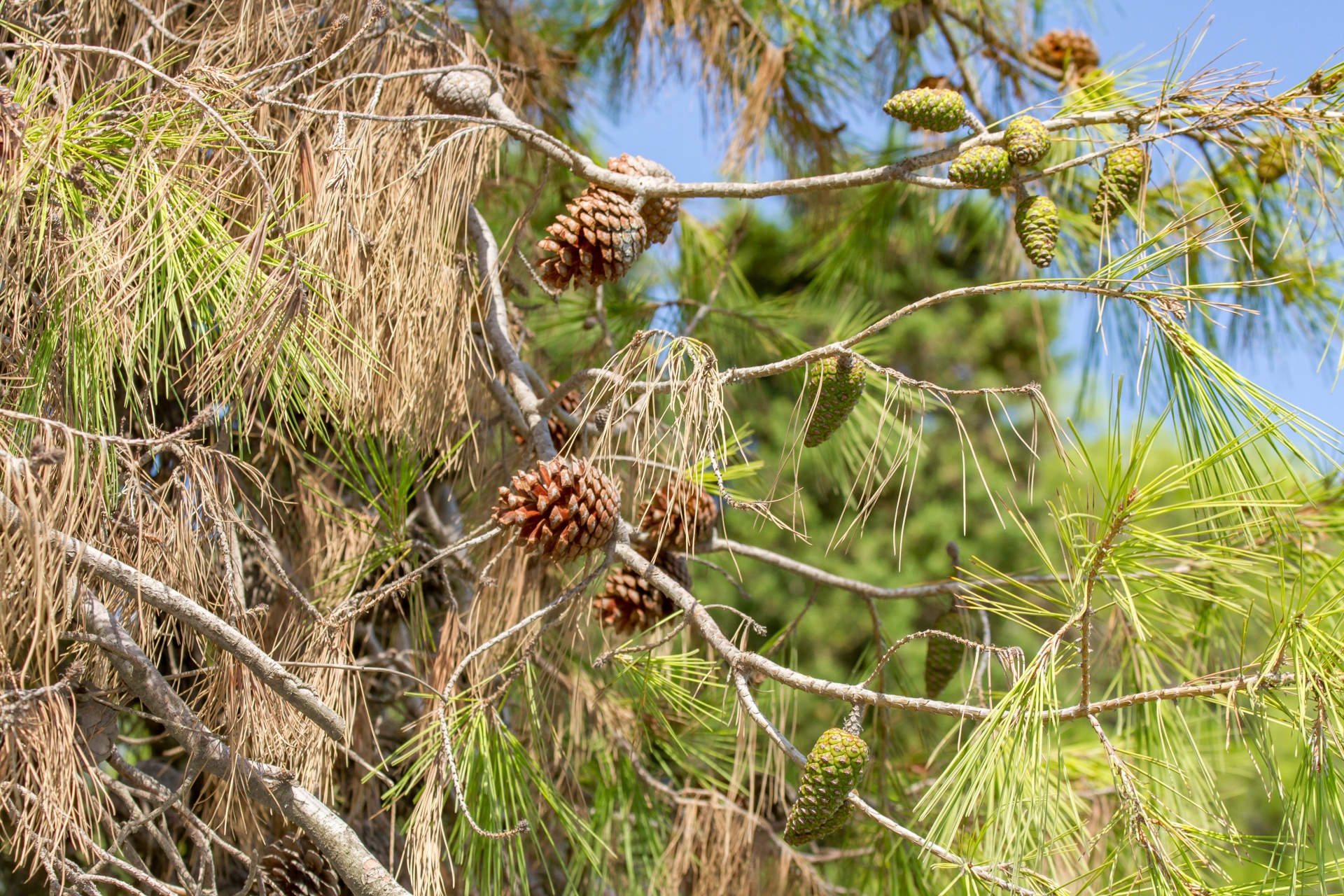 pine pine tree tree free photo
