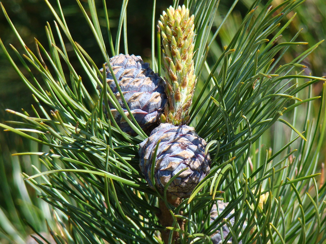 cones spruce sprig free photo