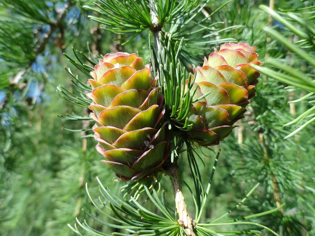 cones green young free photo