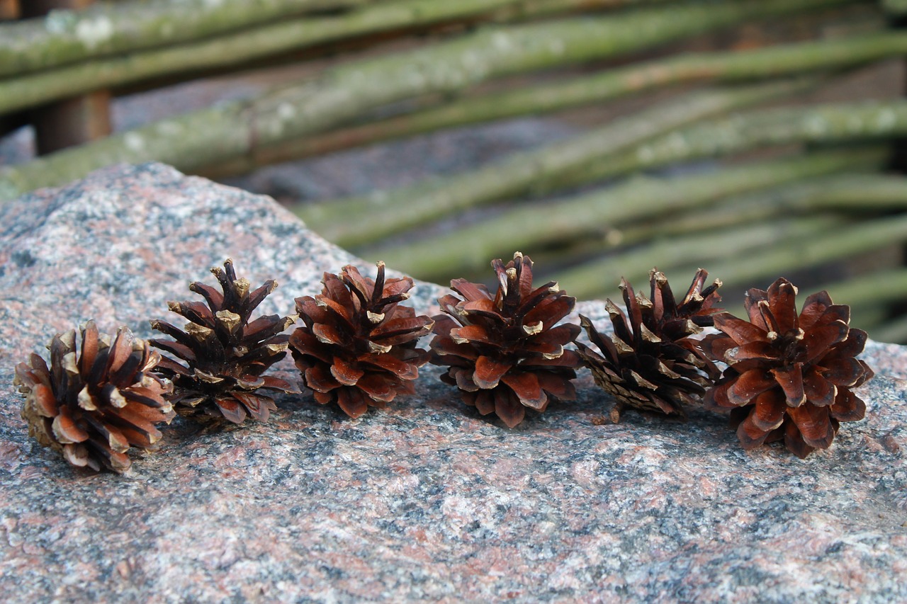 cones tree stone free photo