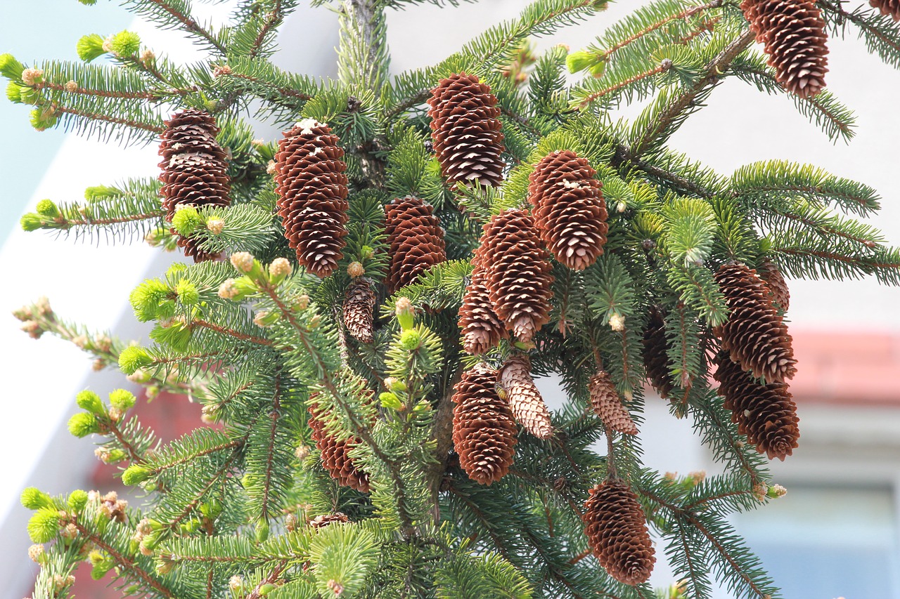 cones spruce pine cone free photo